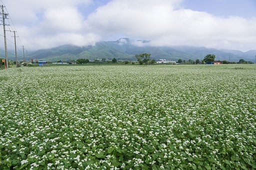 故郷の蕎麦畑