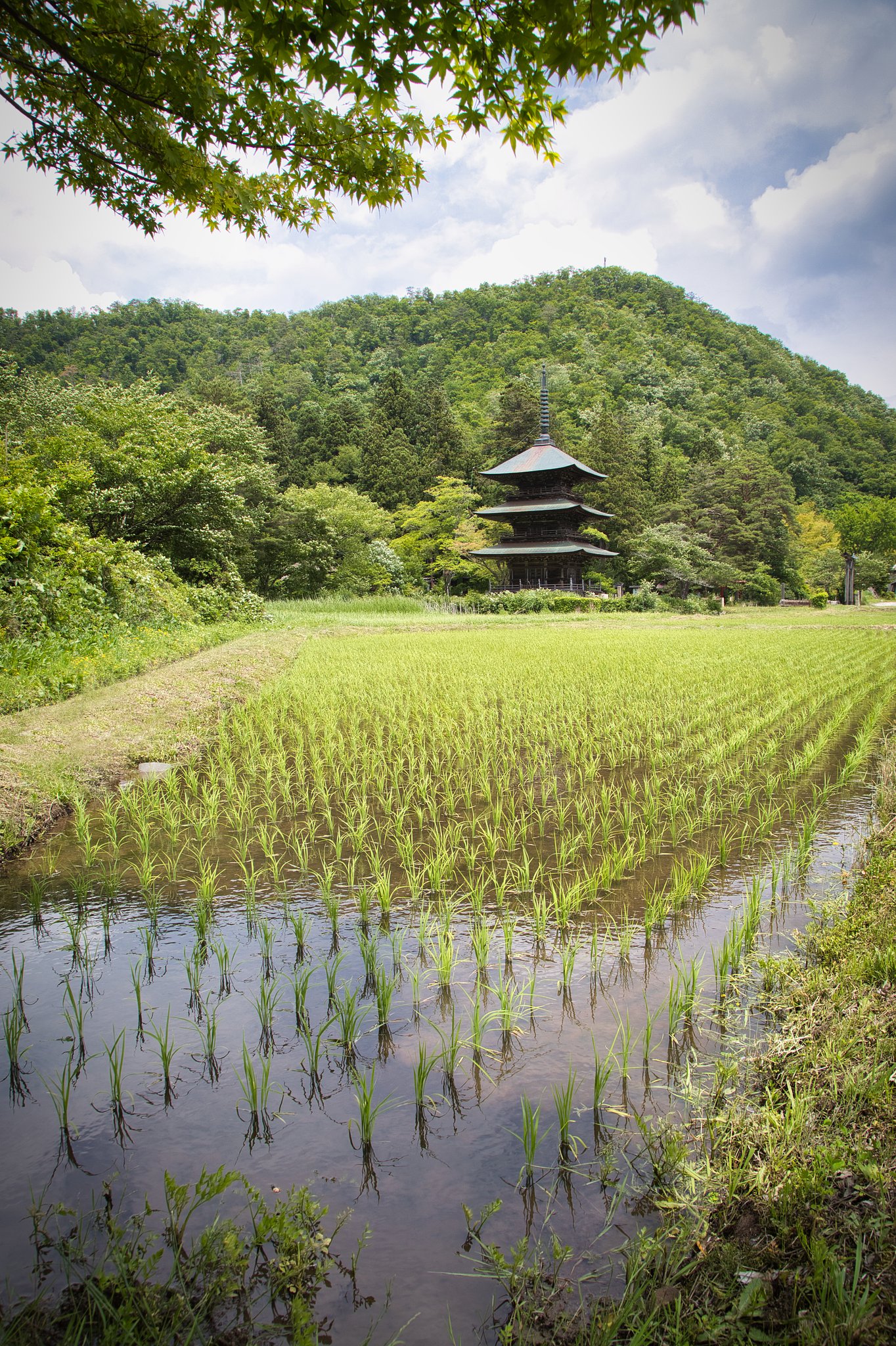 青紅葉と三重の塔