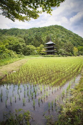 青紅葉と三重の塔