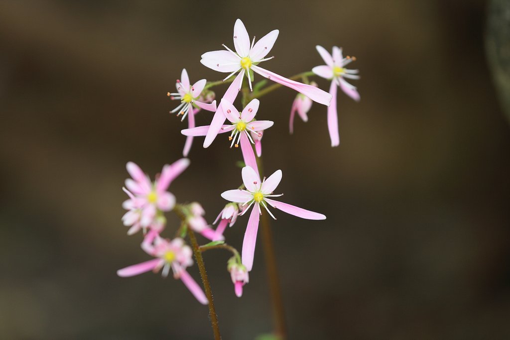花火