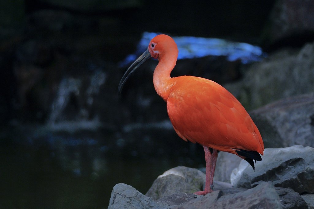 ショウジョウトキ