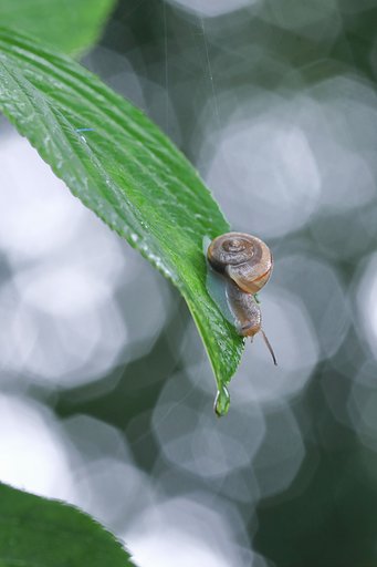 葉上のカタツムリ
