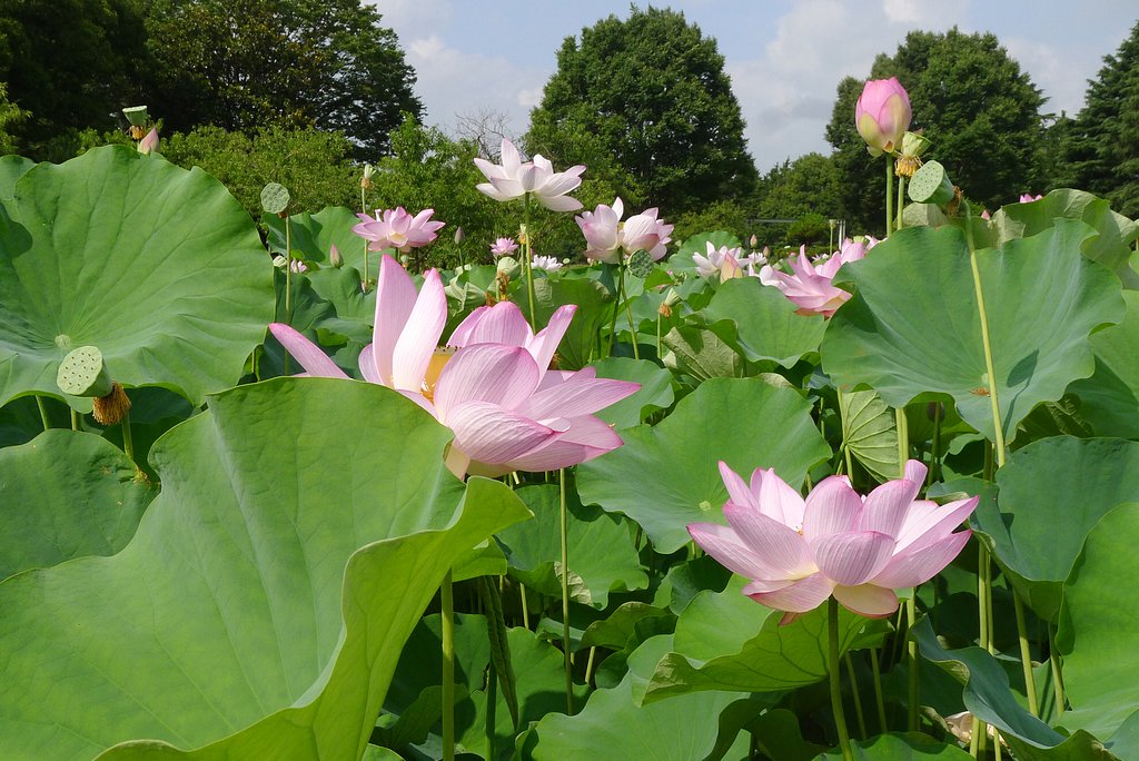 公方公園のハス