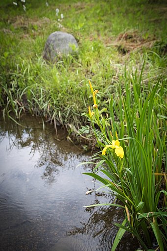 七ヶ宿ダム湖の黄菖蒲