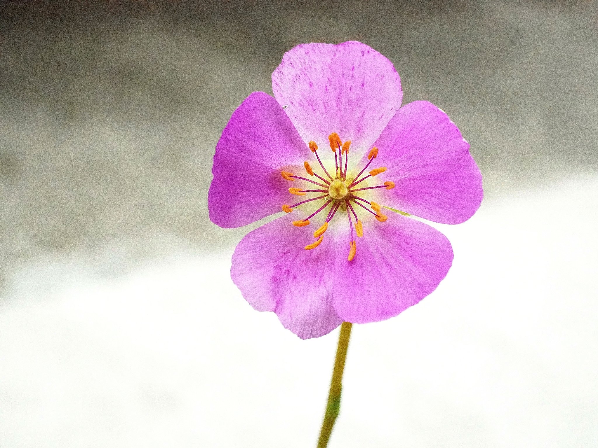 多肉っぽい草花　２　