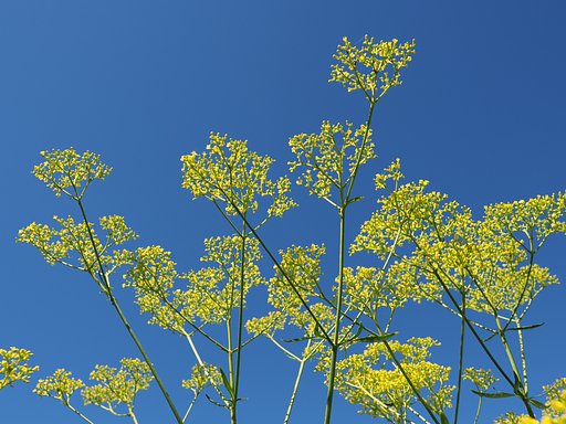 青空に飾る花～オミナエシ～