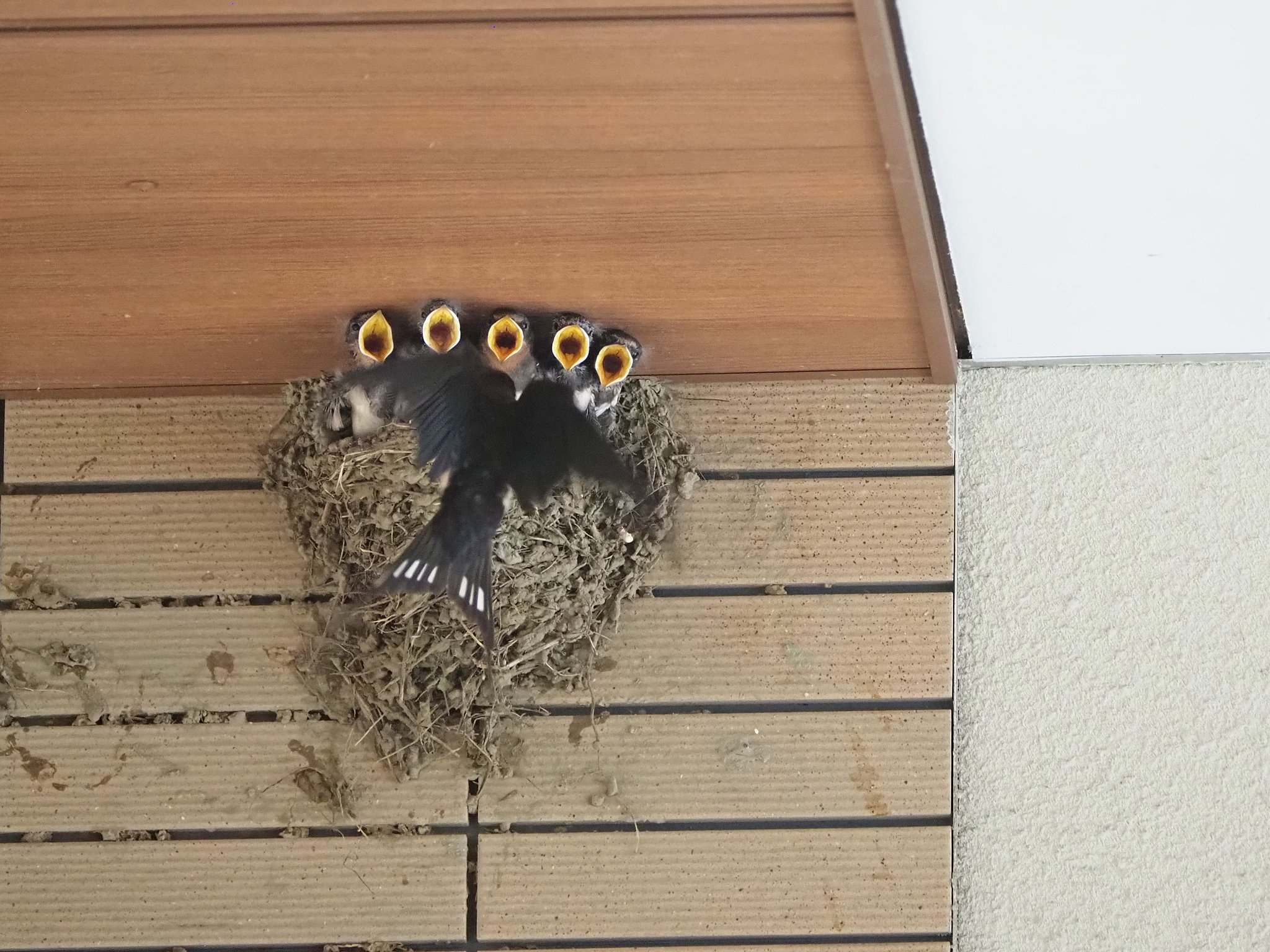 真っ直ぐな眼２