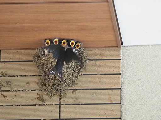 真っ直ぐな眼２