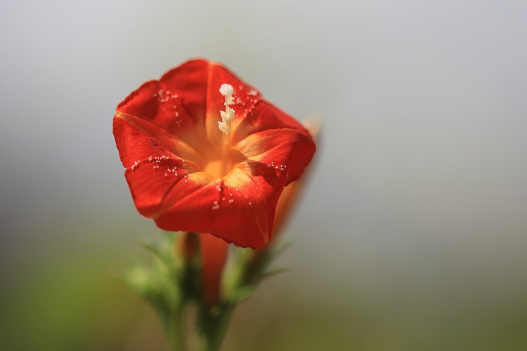 花粉はまん丸