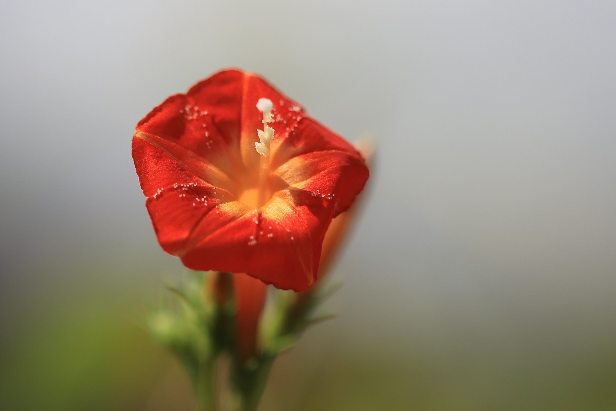 花粉はまん丸