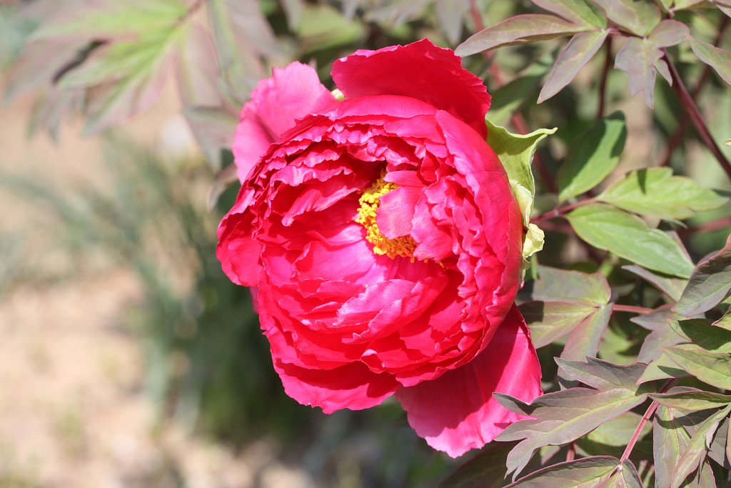 canon EF-S 60mmF2.8 Macro