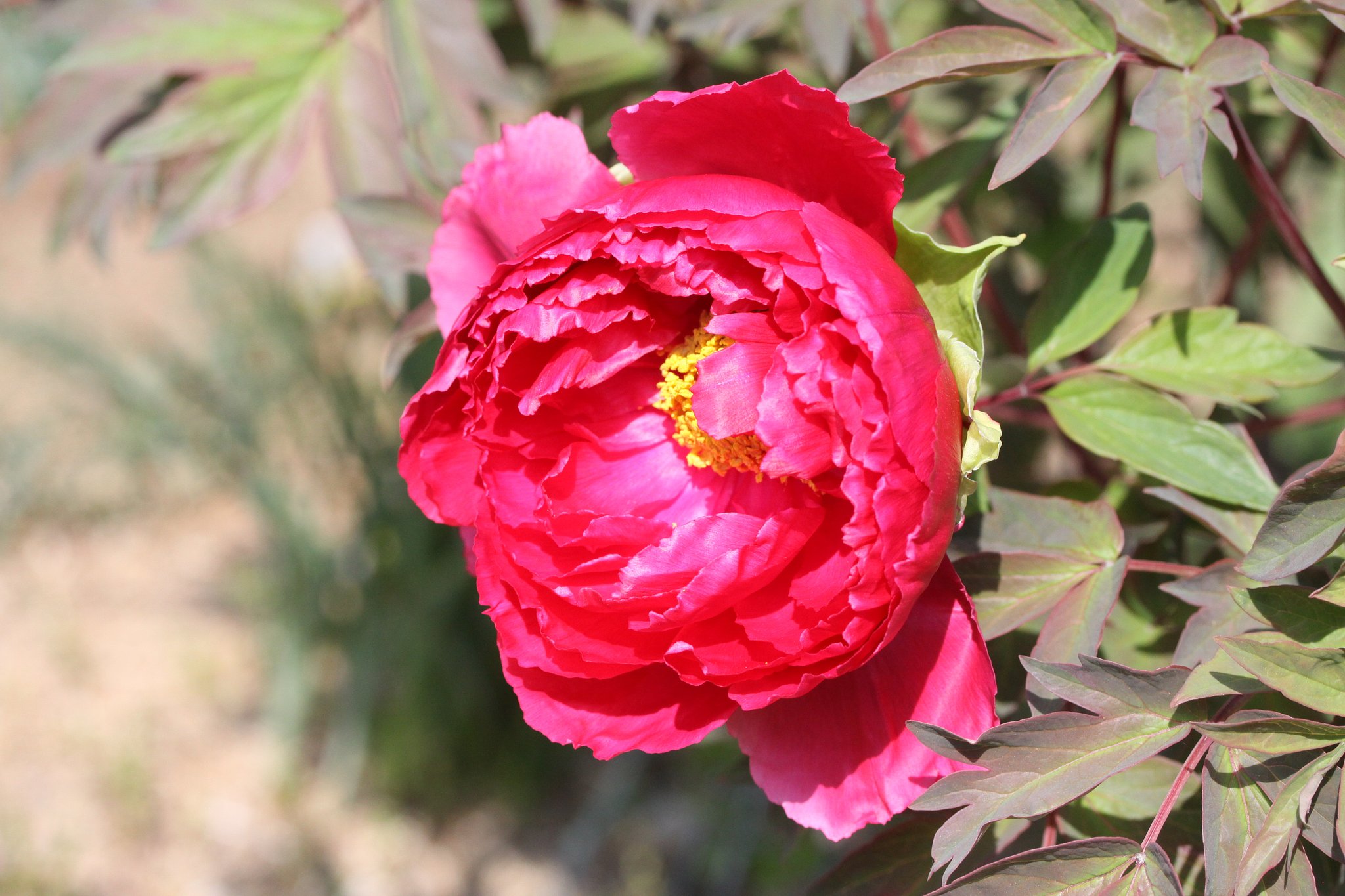 canon EF-S 60mmF2.8 Macro