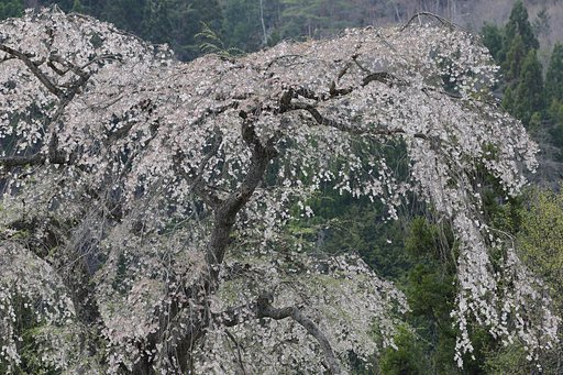 与一野しだれ桜