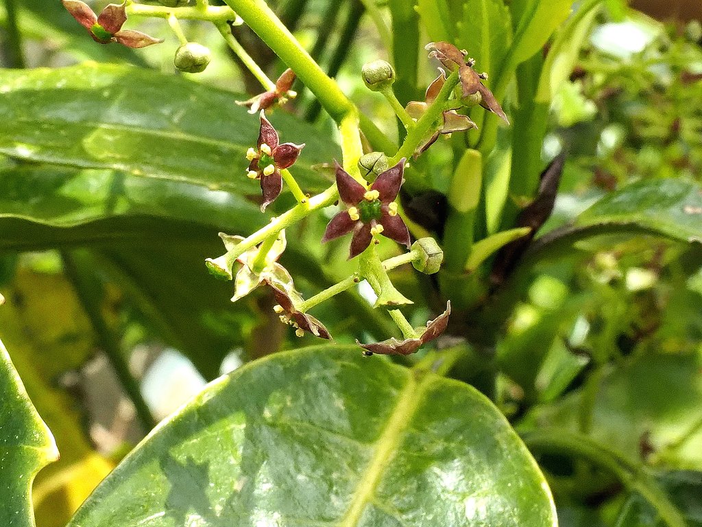 アオキの花