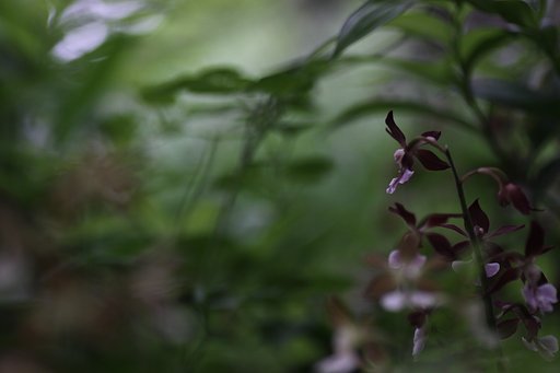Tamron 90mm f2.8 macro 172E