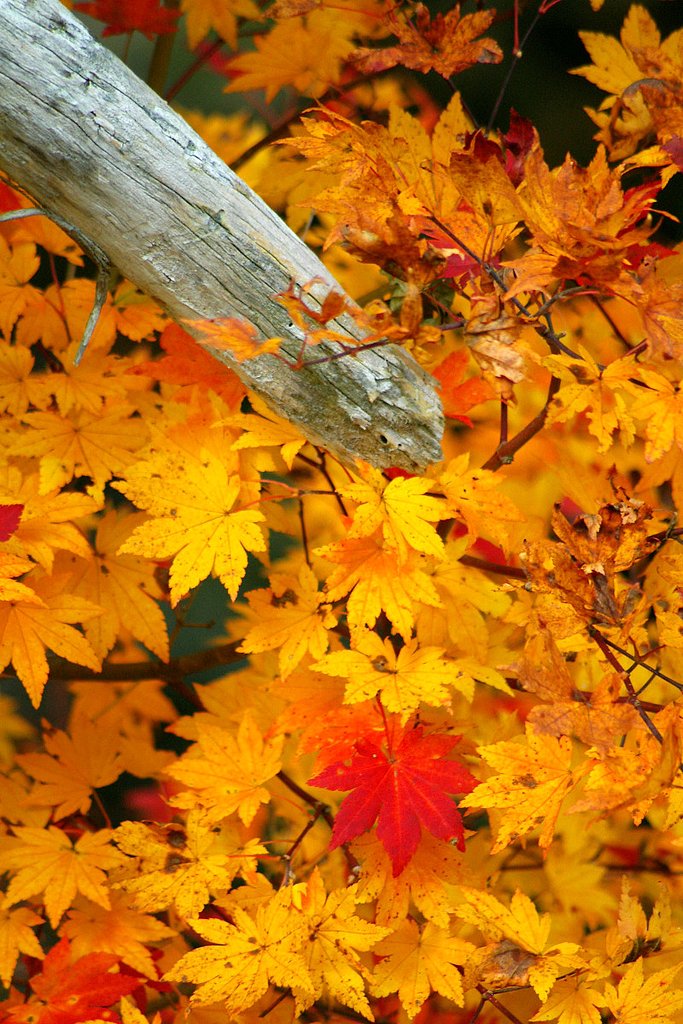 照葉狭の紅葉（６）
