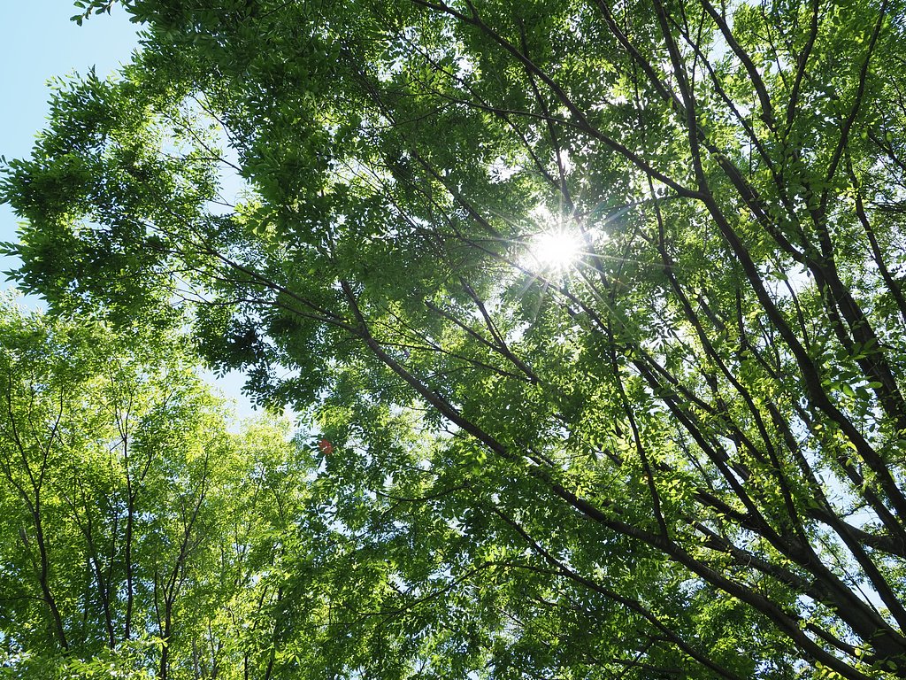 緑の傘