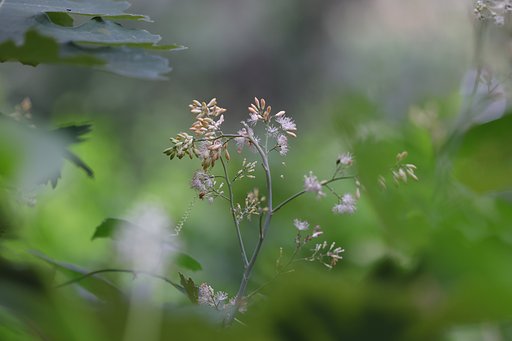 タケニグサ