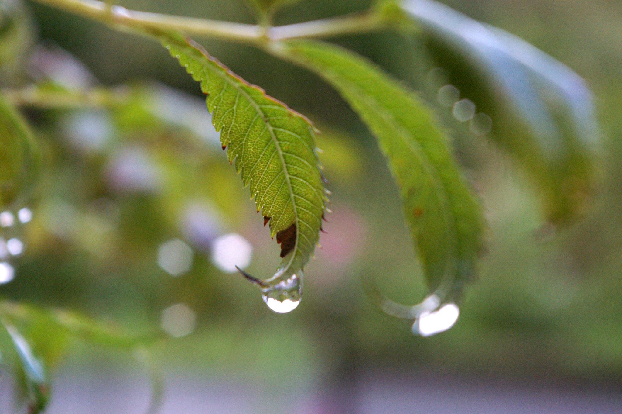 秋の雨