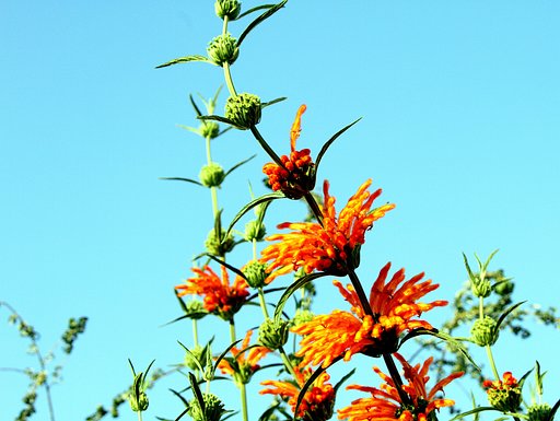 【秋】の段菊