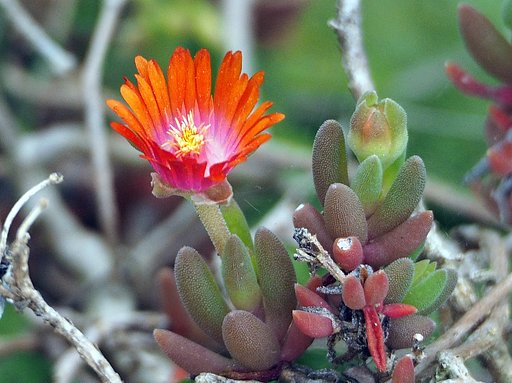 庭の小さな花