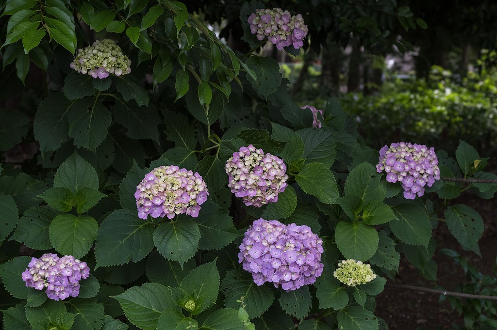 普通に紫陽花