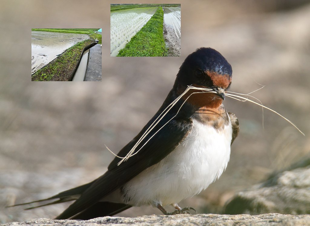 チュンバメは益鳥