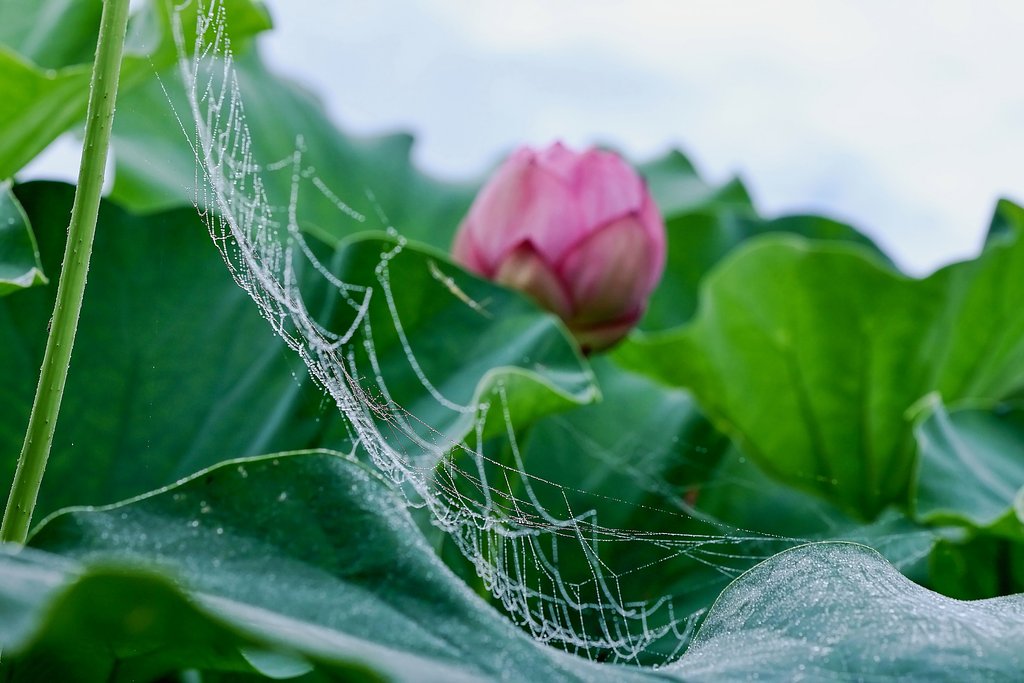 ハスの花の季節に・・・