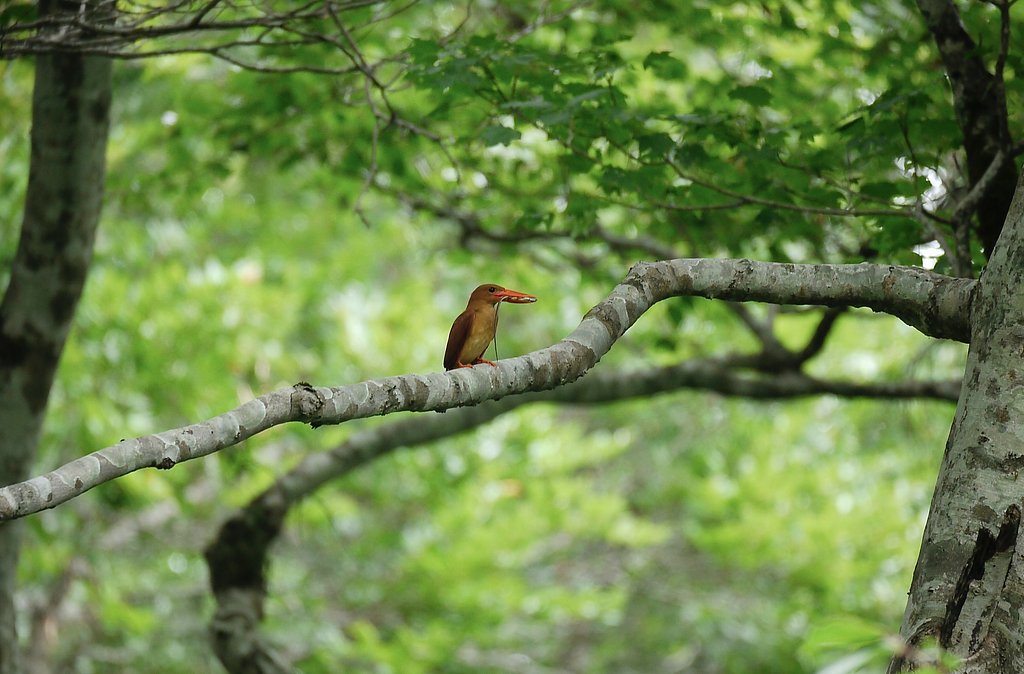 アカショウビン