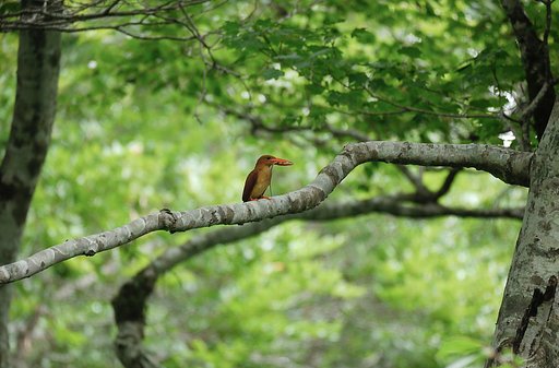 7月4日の写真