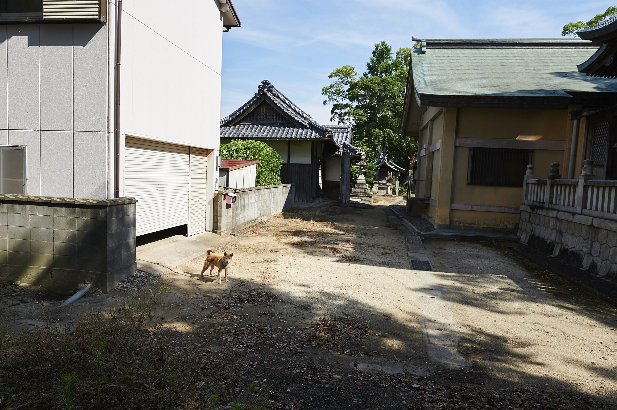 雑感