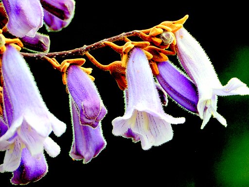UPの桐の花