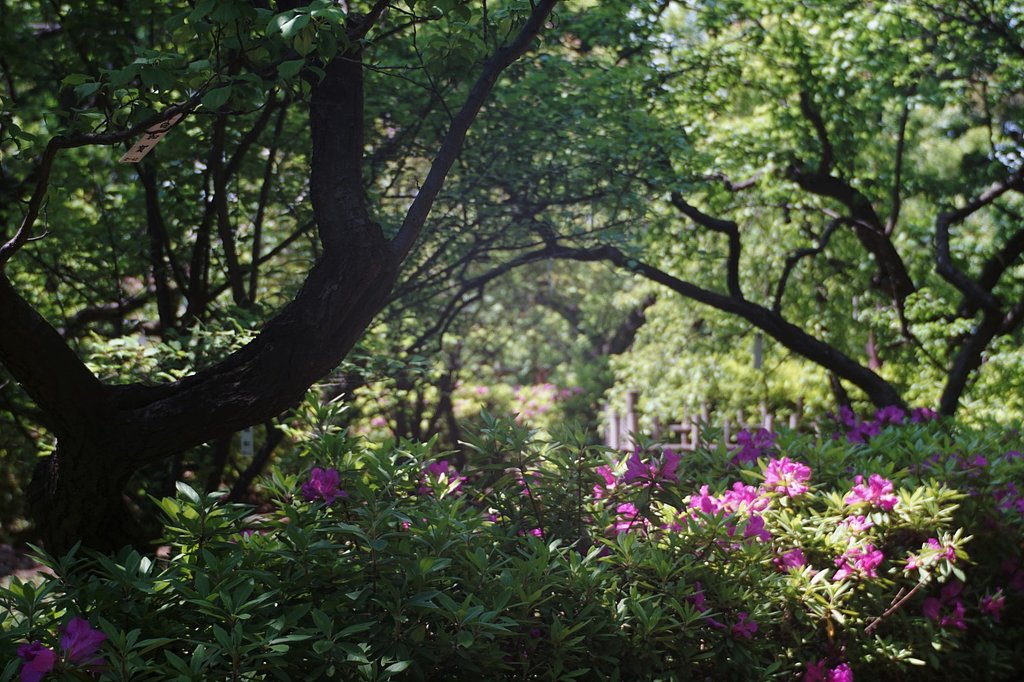 羽根木公園の木陰で・・・