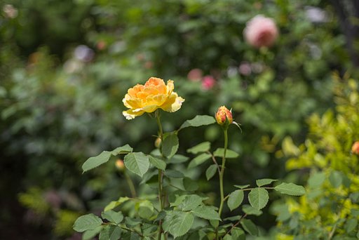 薔薇の輝き