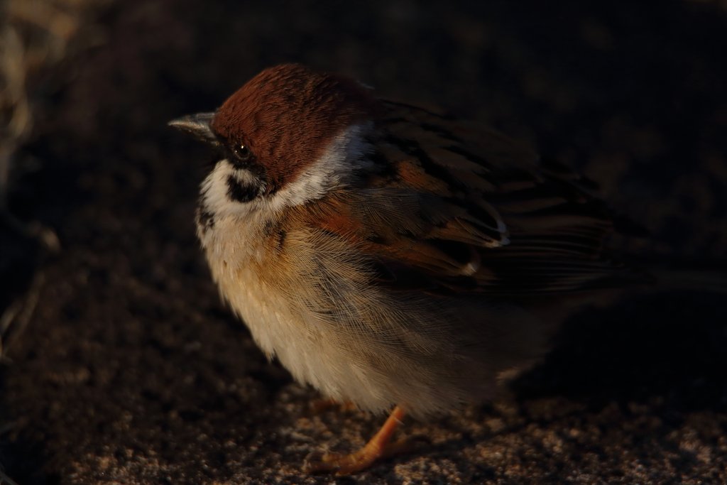 誰が害鳥だって？