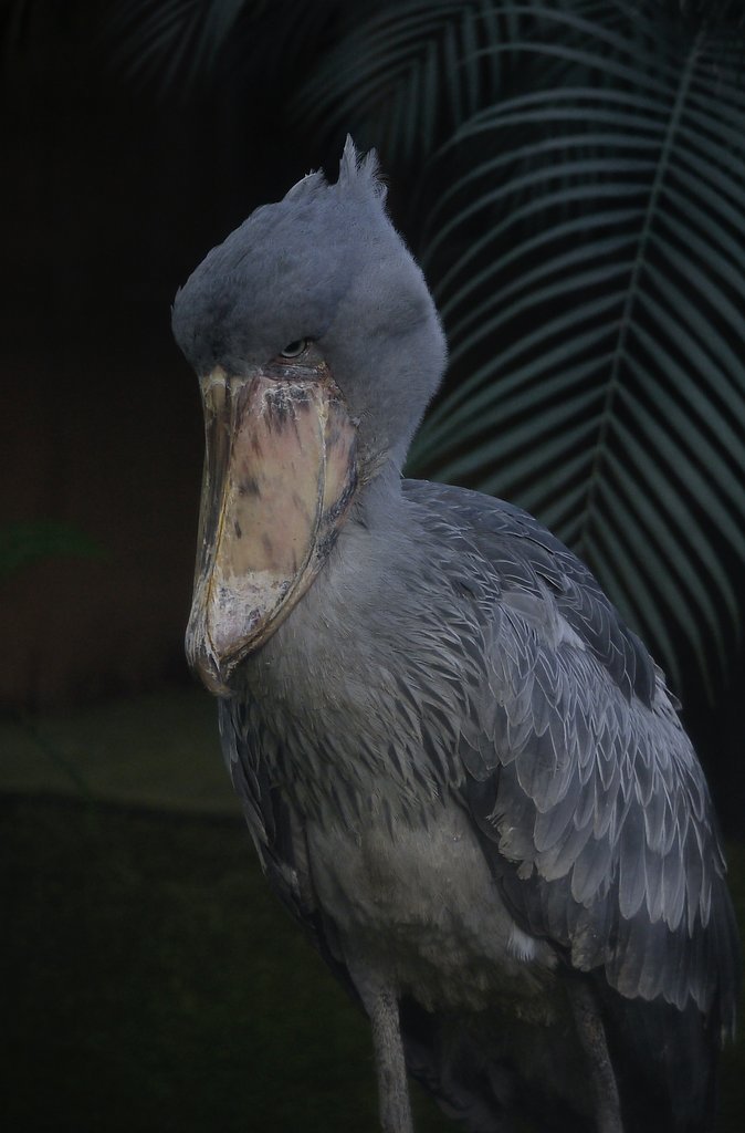 ハシビロコウ