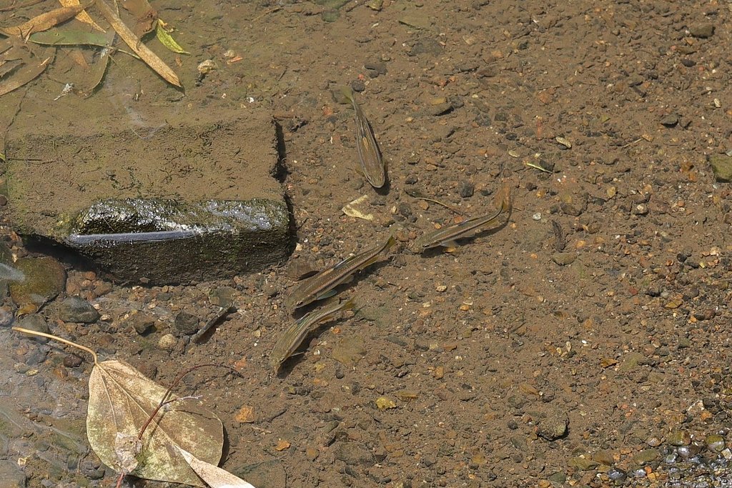 魚になりたい・・・