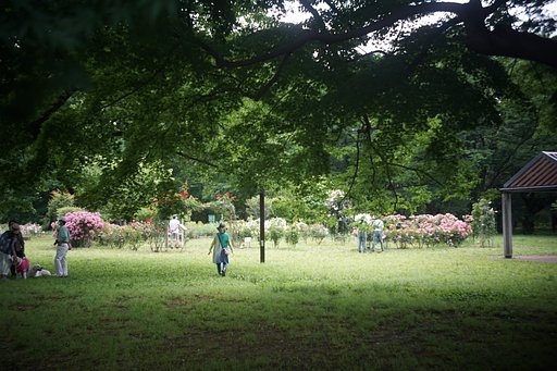 代々木公園
