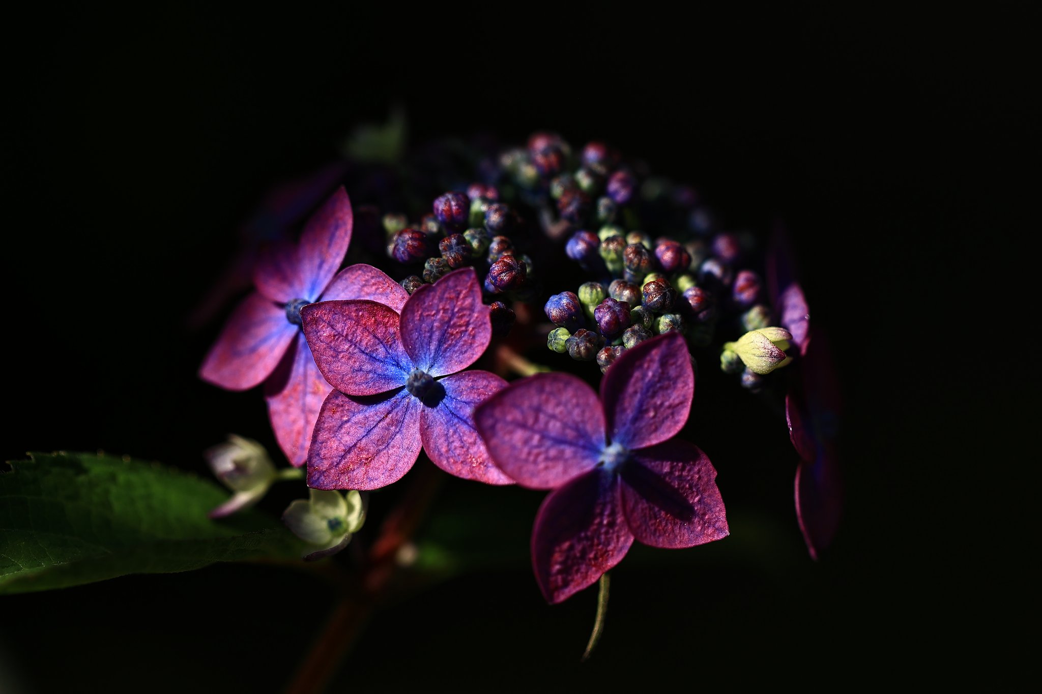 紫陽花