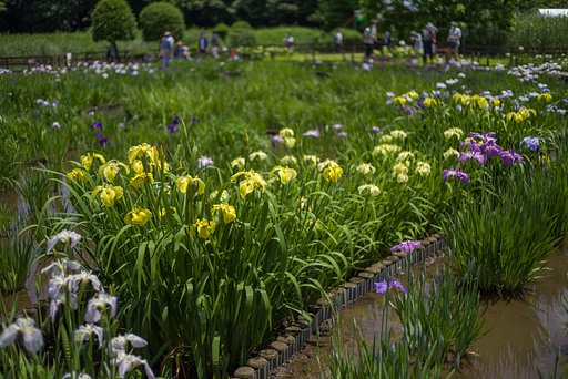 菖蒲を楽しむ