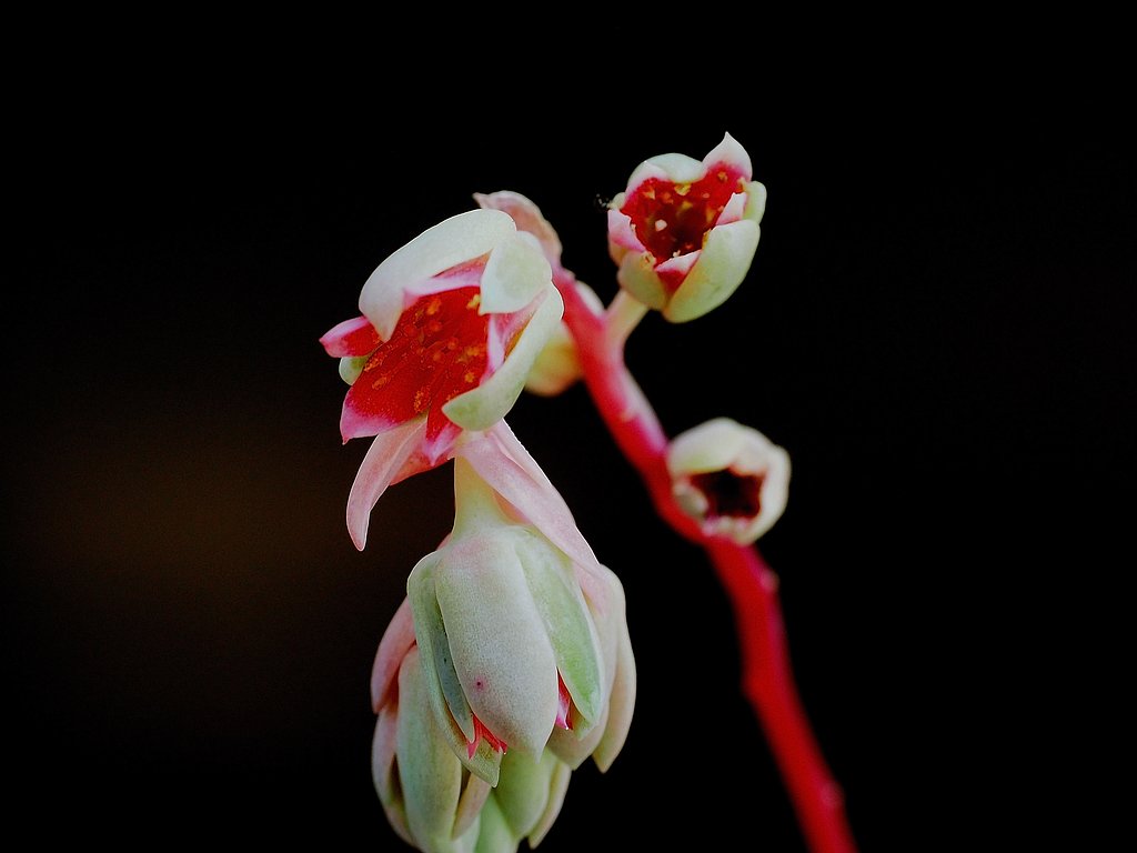 星美人の花
