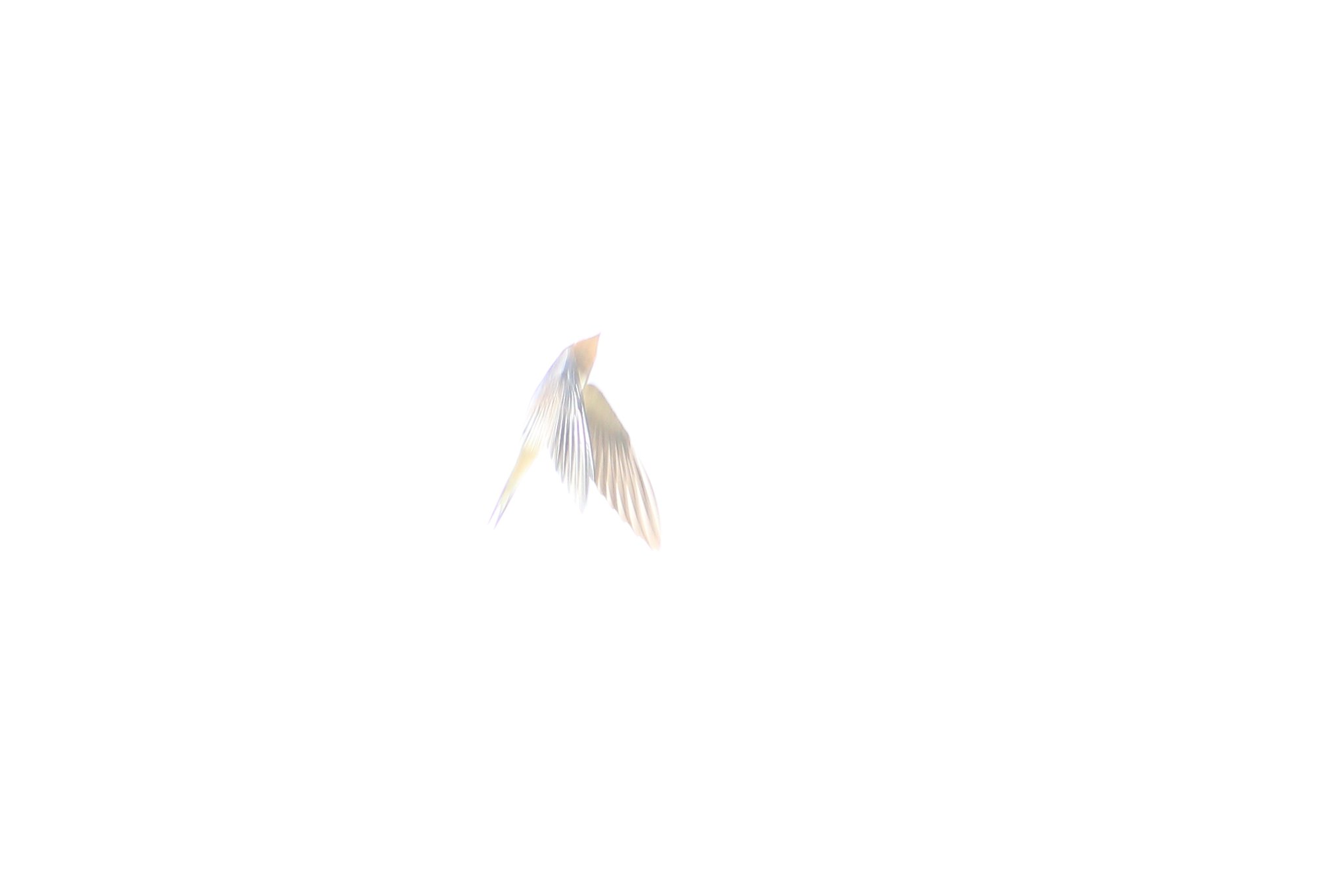 光陰チュンバメのごとし　～光編～