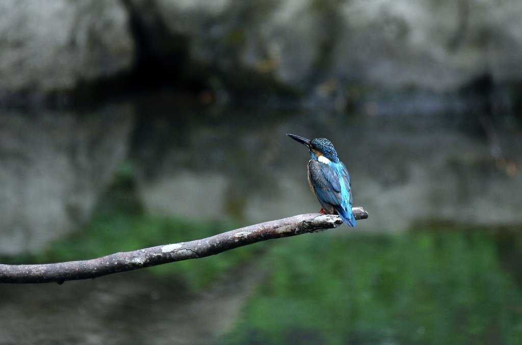 カワセミ