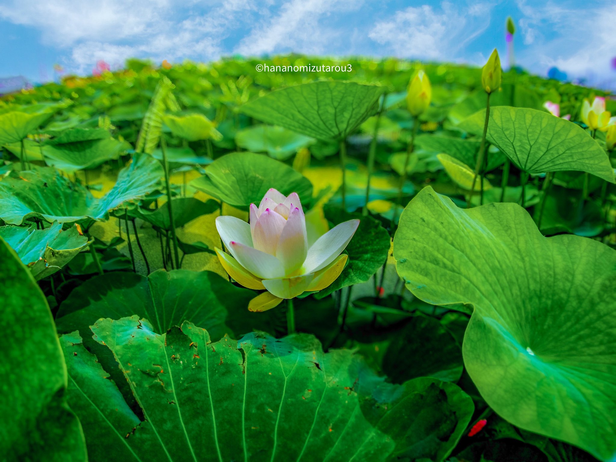 蓮花田