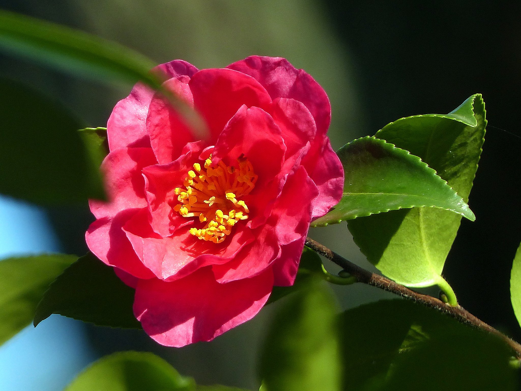 家の山茶花の花