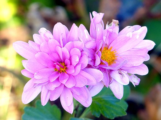 キク科の花