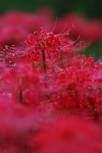 雨の日の彼岸花　３