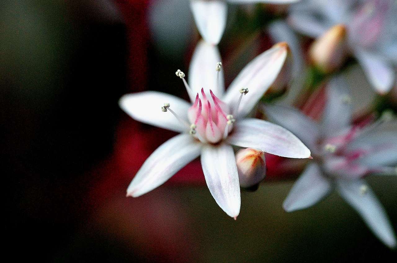 花月２