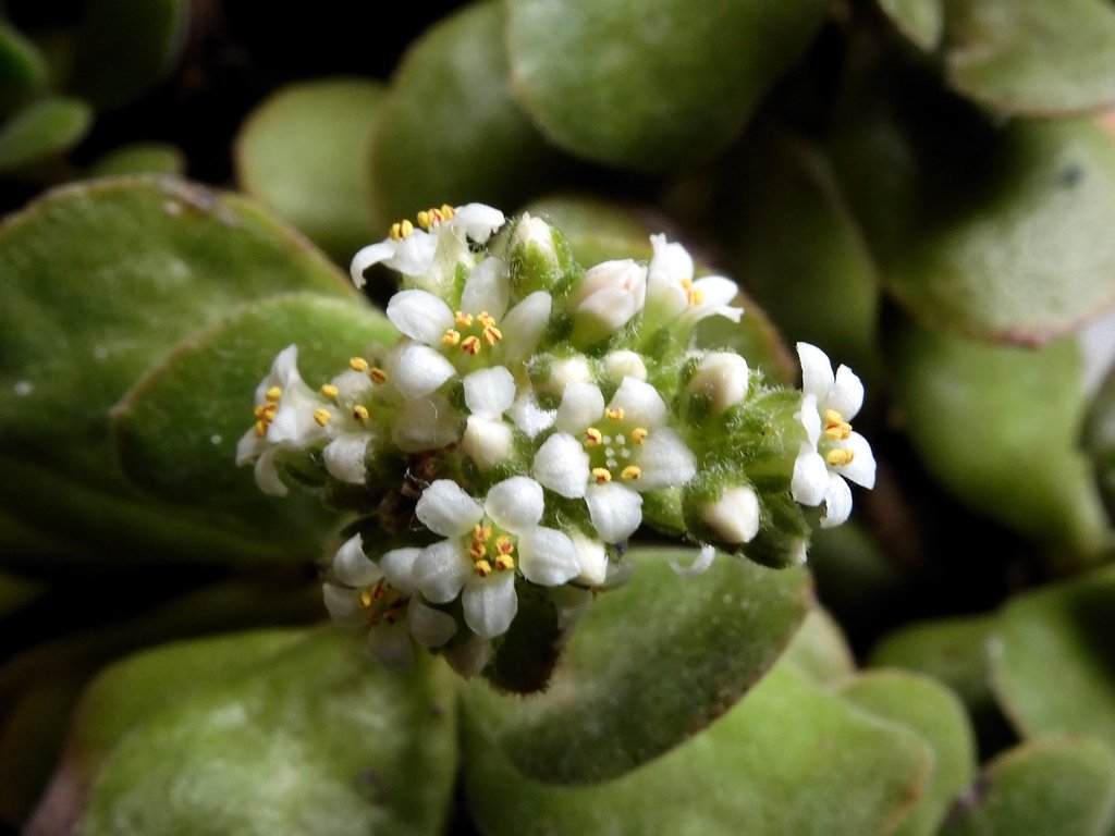 多肉植物に花