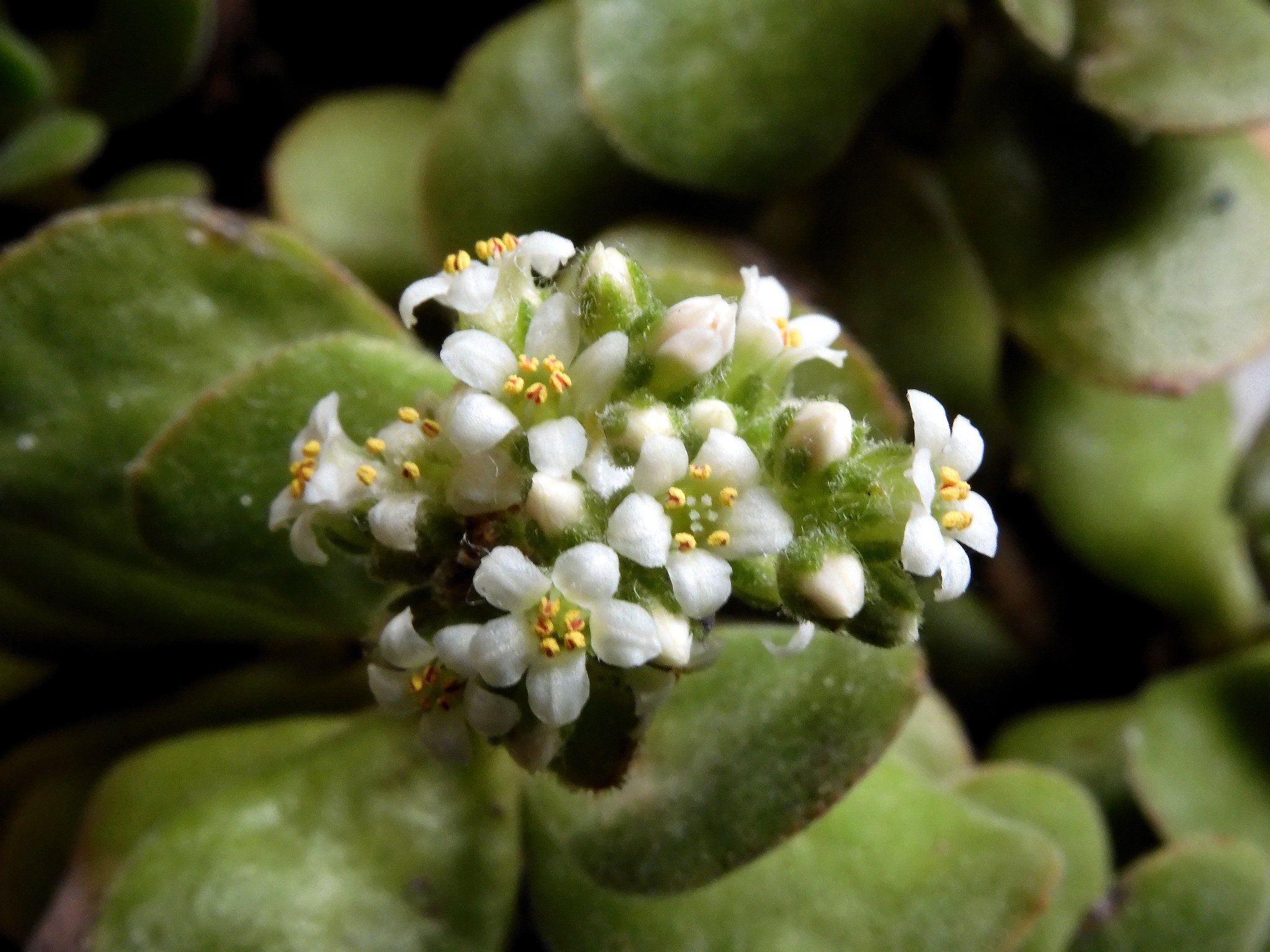 多肉植物に花